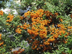 Картинка природа Ягоды +рябина кусты