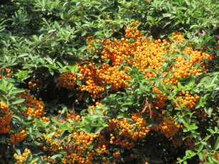 Картинка природа Ягоды +рябина кусты