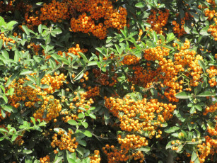 Картинка природа Ягоды +рябина кусты