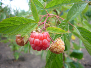 Картинка природа Ягоды малина лето Ягода