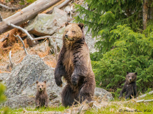 Картинка животные медведи мишки
