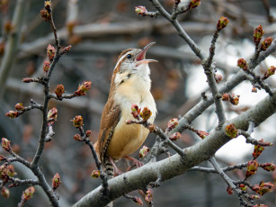 Картинка животные птицы птица