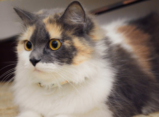 Картинка животные коты кошка