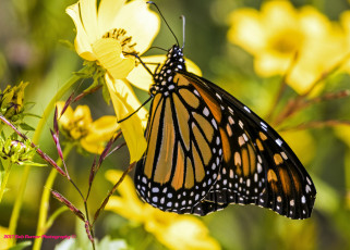 Картинка животные бабочки +мотыльки +моли бабочка