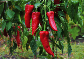 Картинка природа плоды перец