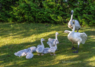 Картинка животные лебеди