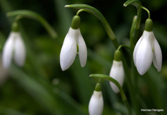 Картинка цветы подснежники +белоцветники +пролески