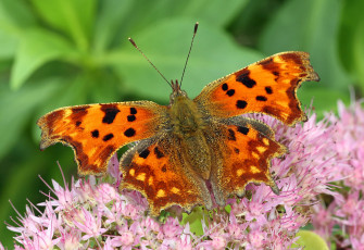 Картинка животные бабочки +мотыльки +моли бабочка