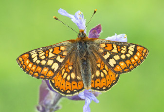 Картинка животные бабочки +мотыльки +моли бабочка