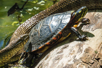 Картинка животные разные+вместе черепаха