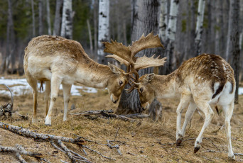 Картинка животные олени