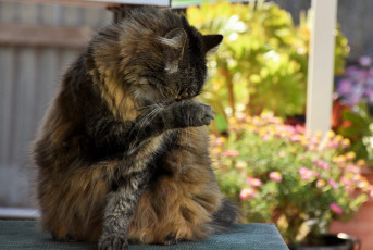 Картинка животные коты кот