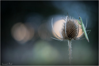 Картинка животные богомолы макро