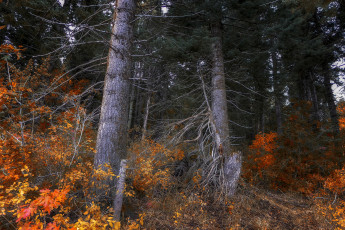 Картинка природа лес простор