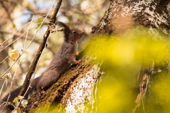 Картинка животные белки белка
