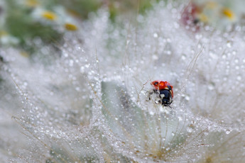 Картинка животные божьи+коровки капли одуванчик божья коровка