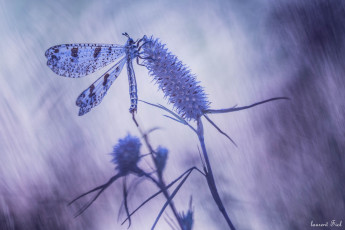 Картинка животные насекомые макро