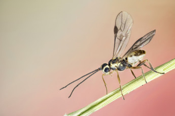 Картинка животные насекомые мошка