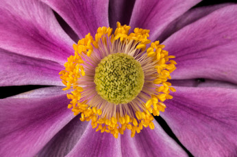 Картинка цветы анемоны +сон-трава макро