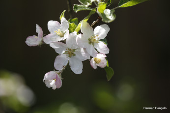 Картинка цветы цветущие+деревья+ +кустарники весна