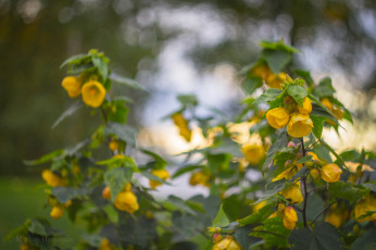 Картинка цветы цветущие+деревья+ +кустарники жёлтые