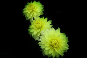 Картинка цветы георгины