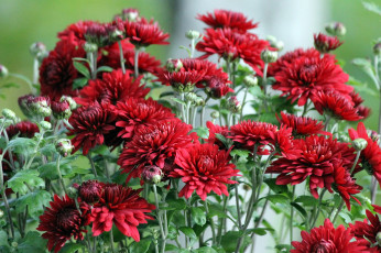 Картинка цветы хризантемы цветки лепестки