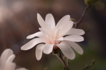 Картинка цветы магнолии цветение ветка цветок магнолия