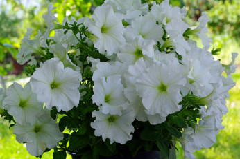 Картинка цветы петунии +калибрахоа однолетники нежность июль флора петунья позитив природа красота лето