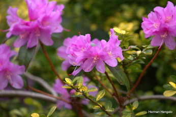 Картинка цветы рододендроны+ азалии