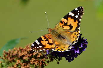 Картинка животные бабочки +мотыльки +моли бабочка