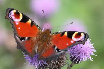 Картинка животные бабочки +мотыльки +моли бабочка