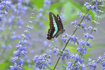 Картинка животные бабочки +мотыльки +моли бабочка