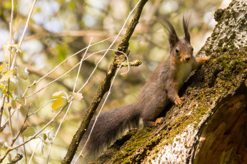 Картинка животные белки белка