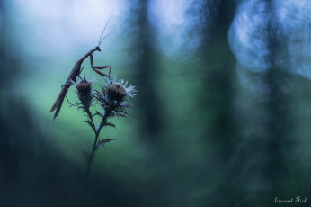 Картинка животные богомолы макро