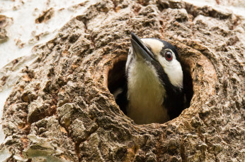 Картинка животные дятлы дятел