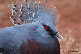 Картинка животные голуби птица