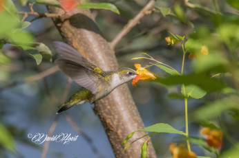 Картинка животные колибри