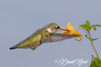 Картинка животные колибри птичка