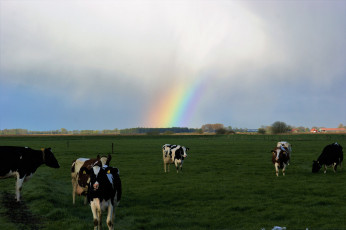 Картинка животные коровы +буйволы