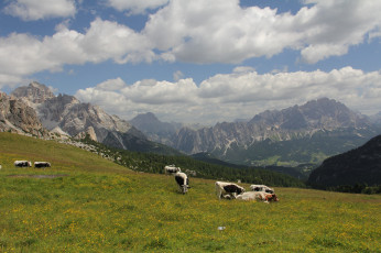 Картинка животные коровы +буйволы