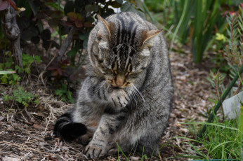 Картинка животные коты кот