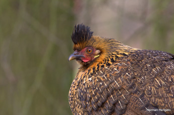 Картинка животные куропатки +рябчики +перепела птица