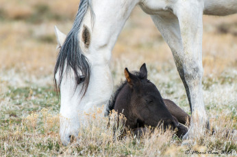 Картинка животные лошади лошадь
