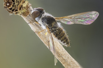 Картинка животные насекомые муха