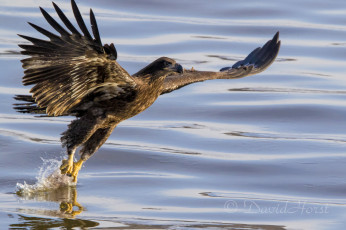 Картинка животные птицы+-+хищники птица