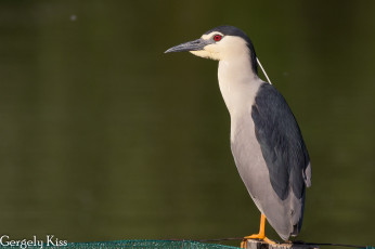 Картинка животные птицы птица