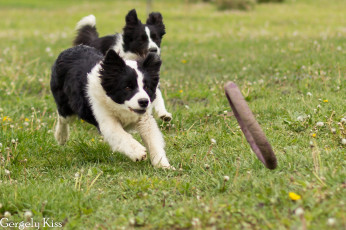 Картинка животные собаки собака