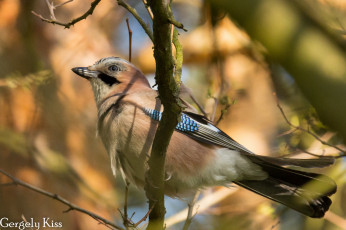 Картинка животные сойки сойка