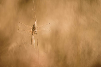 Картинка животные стрекозы макро